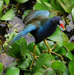 Purple Gallinule